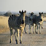 Zebra Crossing !  