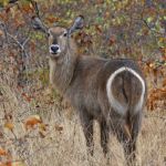mp_waterbuck