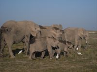sdc12854-tortilis-morning-drive-elephants