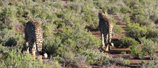cheetah-sanbona