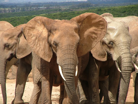 Elephant Waterhole, Addo Elephant National Park, &copy;Elma Prentice