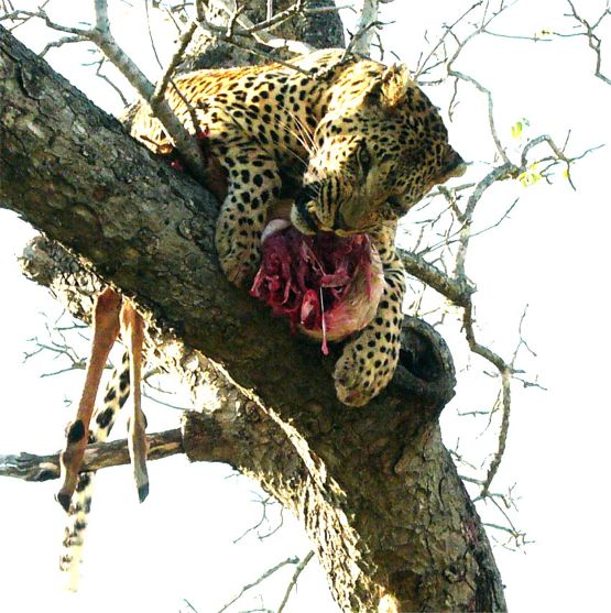 Leopard Eating 2, Sabi Sand Game Reserve, &copy;Peter Mackie