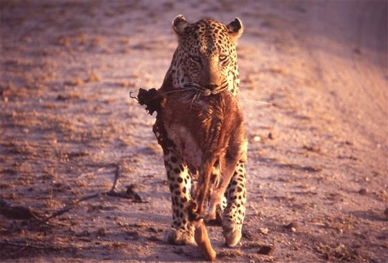 Thief, Sabi Sand Game Reserve, &copy;Dan Gilham