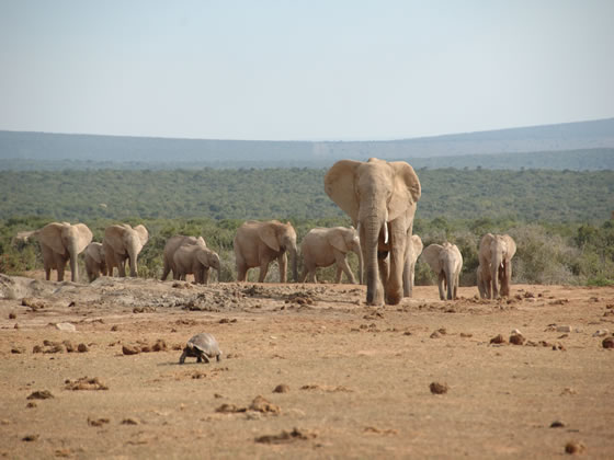 Elephant Herd and Tortoise, Shamwari Game Reserve, &copy;Brendan O'Connor
