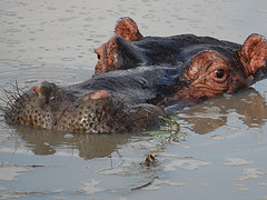 Hippo Pool, Sabi Sand Game Reserve, ©Lynn Fleming