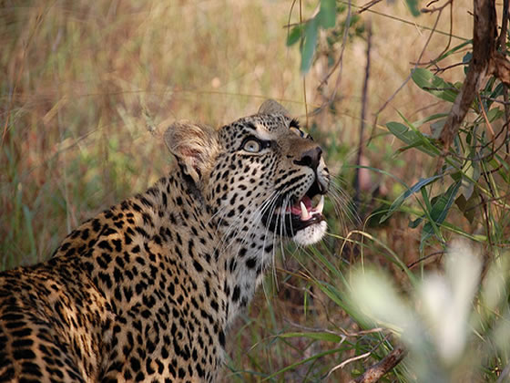 Leopard Watching Squirrel, Sabi Sand Game Reserve, &copy;Lynn Fleming