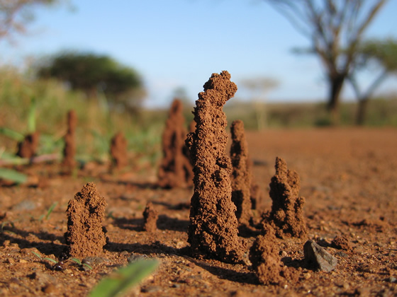 Termites!, Ubizane Wildlife Reserve, &copy;Janet DeLand