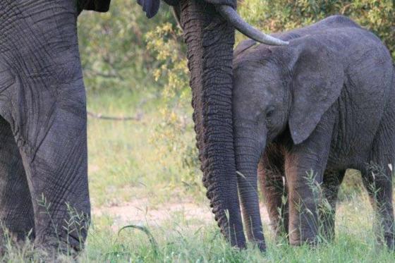Elephant, Sabi Sand Game Reserve, &copy;Nicola Millner