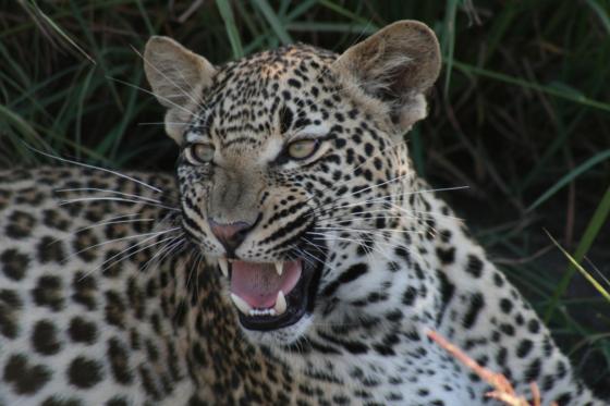 Leopard at Arathusa, Sabi Sand Game Reserve, &copy;Joanne Sharman