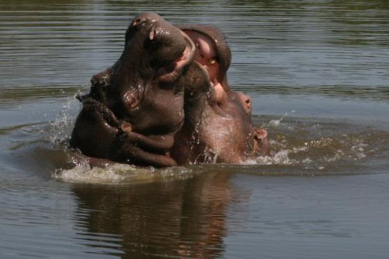 Loving Hippos, Balule Nature Reserve, &copy;Michael Dockree
