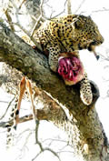 Leopard Eating 3, Sabi Sand Game Reserve, &copy;Peter Mackie