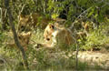 Lions With Cubs, Sabi Sand Game Reserve, &copy;Peter Mackie