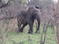 Elephant In Kruger, Kruger National Park, &copy;Alan Melnicoe