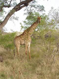 Giraffe Watching, Kruger National Park, &copy;Alan Melnicoe