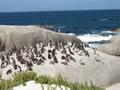 Penguins At Boulder Beach, The Cape Peninsula, &copy;Alan Melnicoe