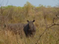 Rhino, Kruger National Park, &copy;Alan Melnicoe
