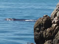 Whale Watching From The Coast, Hermanus, &copy;Alan Melnicoe