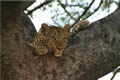 Leopard Watching Impala, Sabi Sand Game Reserve, &copy;David Moon