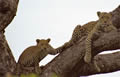 Leopard Mum and Cub, Sabi Sand Game Reserve, &copy;Paul Lewis