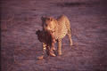 Thief, Sabi Sand Game Reserve, &copy;Dan Gilham