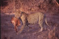 Thief, Sabi Sand Game Reserve, &copy;Dan Gilham