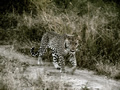 Leopard On The Prowl, Sabi Sand Game Reserve, &copy;Amitava Kundu
