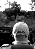 Elephant on The Road, Sabi Sand Game Reserve, &copy;Amitava Kundu