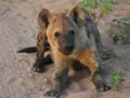 Young Hyena, Sabi Sand Game Reserve, &copy;Katie Carlin