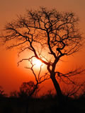 Sunset In The Bush, Sabi Sand Game Reserve, &copy;Chris Carrick