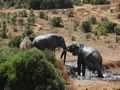 Elephants In The Mud, Shamwari Game Reserve, &copy;Brendan O'Connor