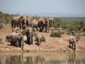 Elephants at The Waterhole, Shamwari Game Reserve, &copy;Brendan O'Connor