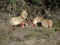 Lions Enjoying Their Kill, Shamwari Game Reserve, &copy;Brendan O'Connor