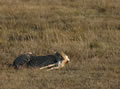 Cheetah Kill, Shamwari Game Reserve, &copy;Brendan O'Connor