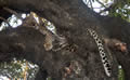 Cat Nap, Sabi Sand Game Reserve, &copy;Carl Blackstock