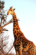 Giraffe, Kapama Game Reserve, &copy;Anonymous