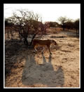 Single Lionness, Kapama Game Reserve, &copy;Anonymous