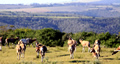 Antelope At Kariega, Kariega Game Reserve, &copy;Candice Lim