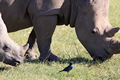 Rhino & Glossy Starling, Kariega Game Reserve, &copy;Candice Lim