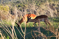 Male Impala, Kariega Game Reserve, &copy;Candice Lim