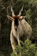 Eland In A Bush, Kariega Game Reserve, &copy;Candice Lim