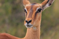 Impala Portrait, Kariega Game Reserve, &copy;Candice Lim