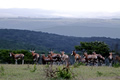 Bontebok At Kariega, Kariega Game Reserve, &copy;Candice Lim