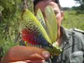 Pretty Bug!, Entabeni Safari Conservancy, &copy;Helen Williams