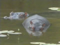 Hippo Pod, Entabeni Safari Conservancy, &copy;Helen Williams