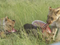 Lions on a kill., Entabeni Safari Conservancy, &copy;Helen Williams