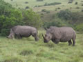 White Rhino, Lalibela Game Reserve, &copy;Chris Swallow