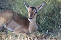 Impala Relaxing, Madikwe Game Reserve, &copy;Amelia Morgan