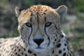 Cheetah, Sabi Sand Game Reserve, &copy;Nicola Millner