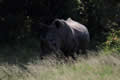Rhino, Sabi Sand Game Reserve, &copy;Nicola Millner