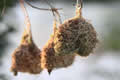Weaver Nests, Sabi Sand Game Reserve, &copy;Nicola Millner